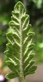  Leaf-Abaxial view